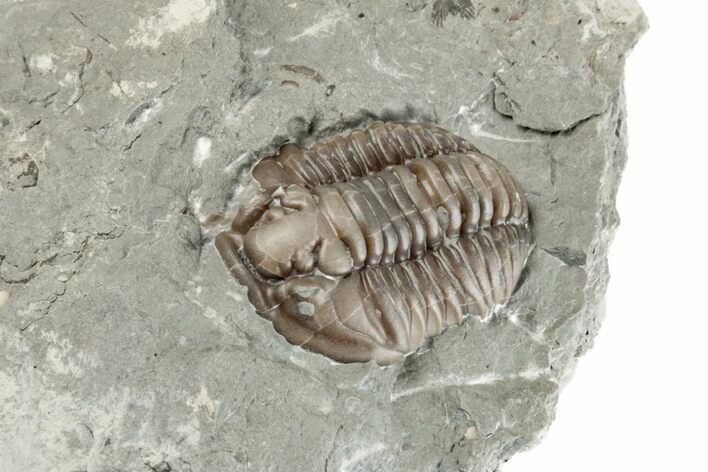 1" Partially Enrolled Flexicalymene Trilobite - Ohio